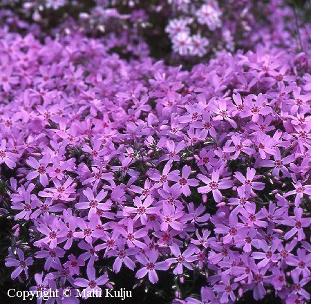  Phlox subulata 'Nelli'